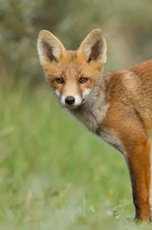 Fox observed near a Virginia property before professional fox removal