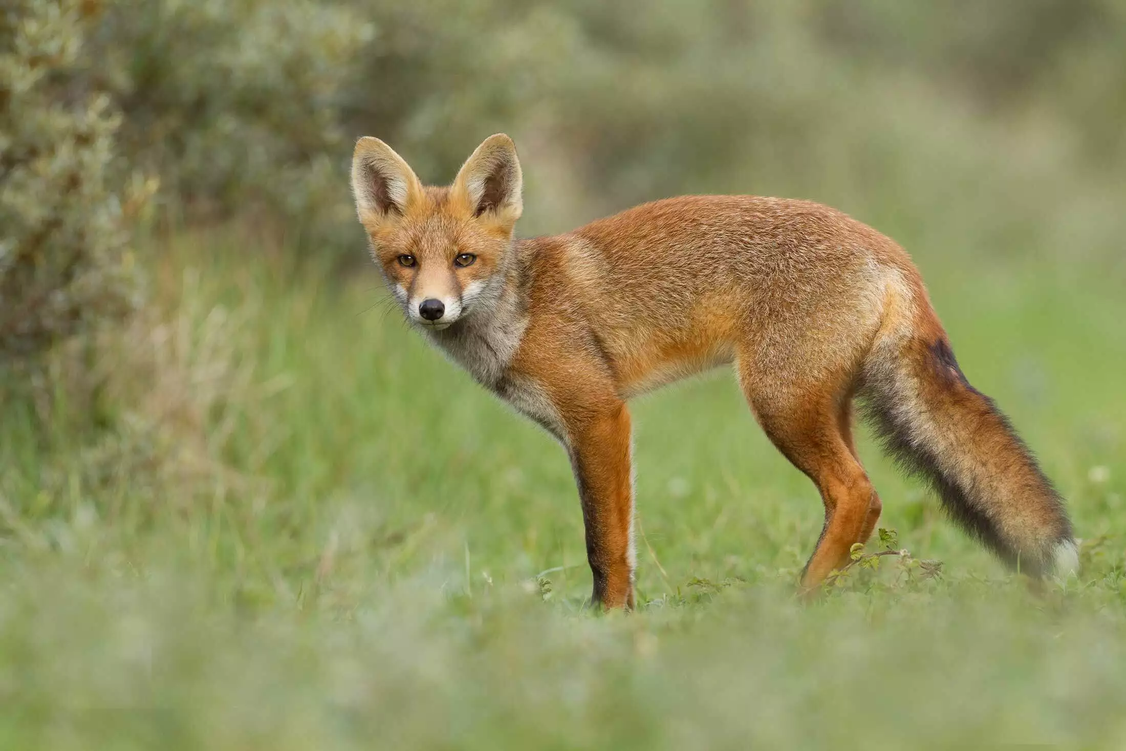 Red fox on a Virginia property before professional fox trapping and removal