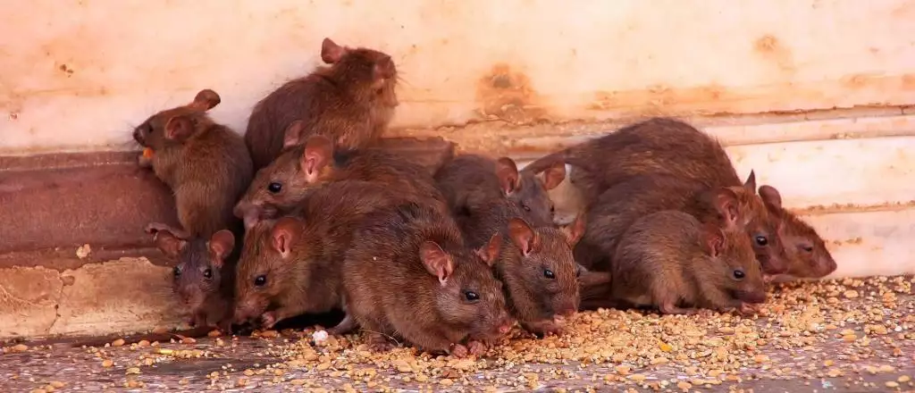 rats - pest control