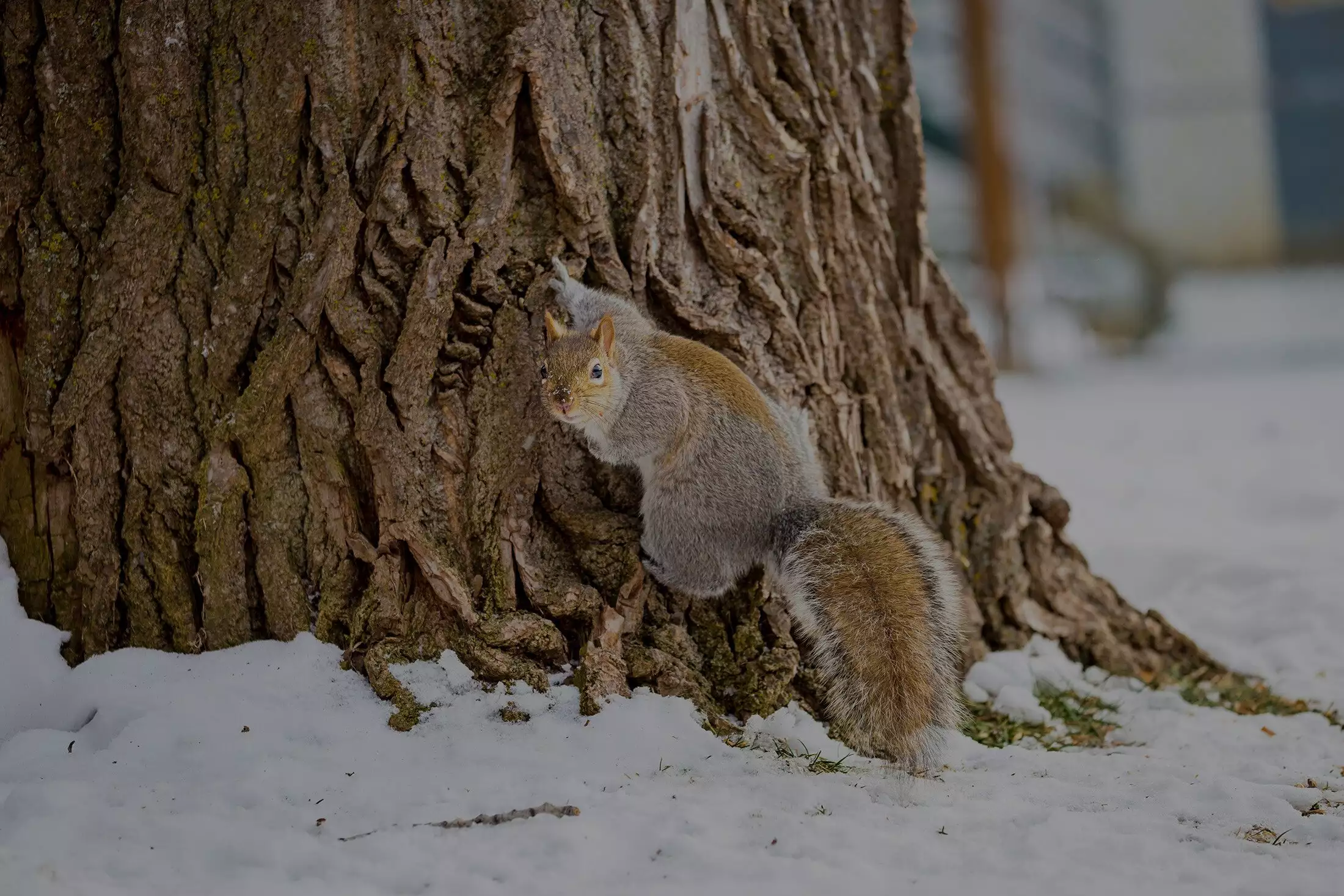 Gray squirrel on the trunk of a tree