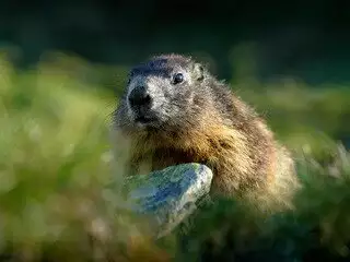 Groundhog Removal at Virginia Professional Wildlife Removal Services, LLC 