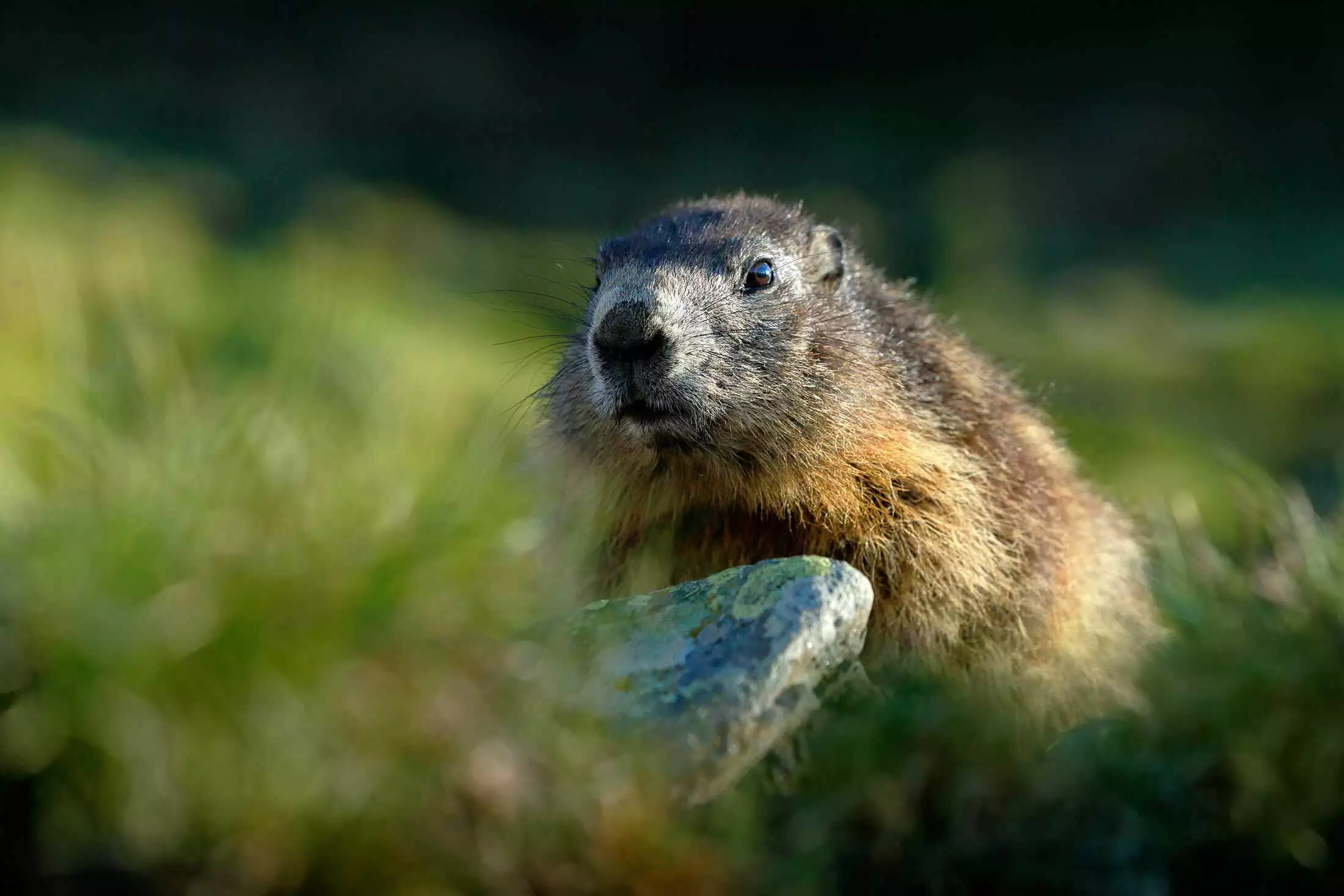 Groundhog sitting in grass representing groundhog removal in Virginia