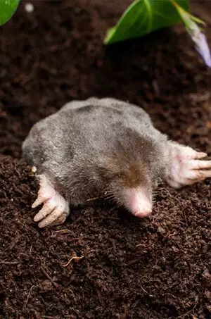 Mole activity and raised lawn tunnels in a Richmond-area property