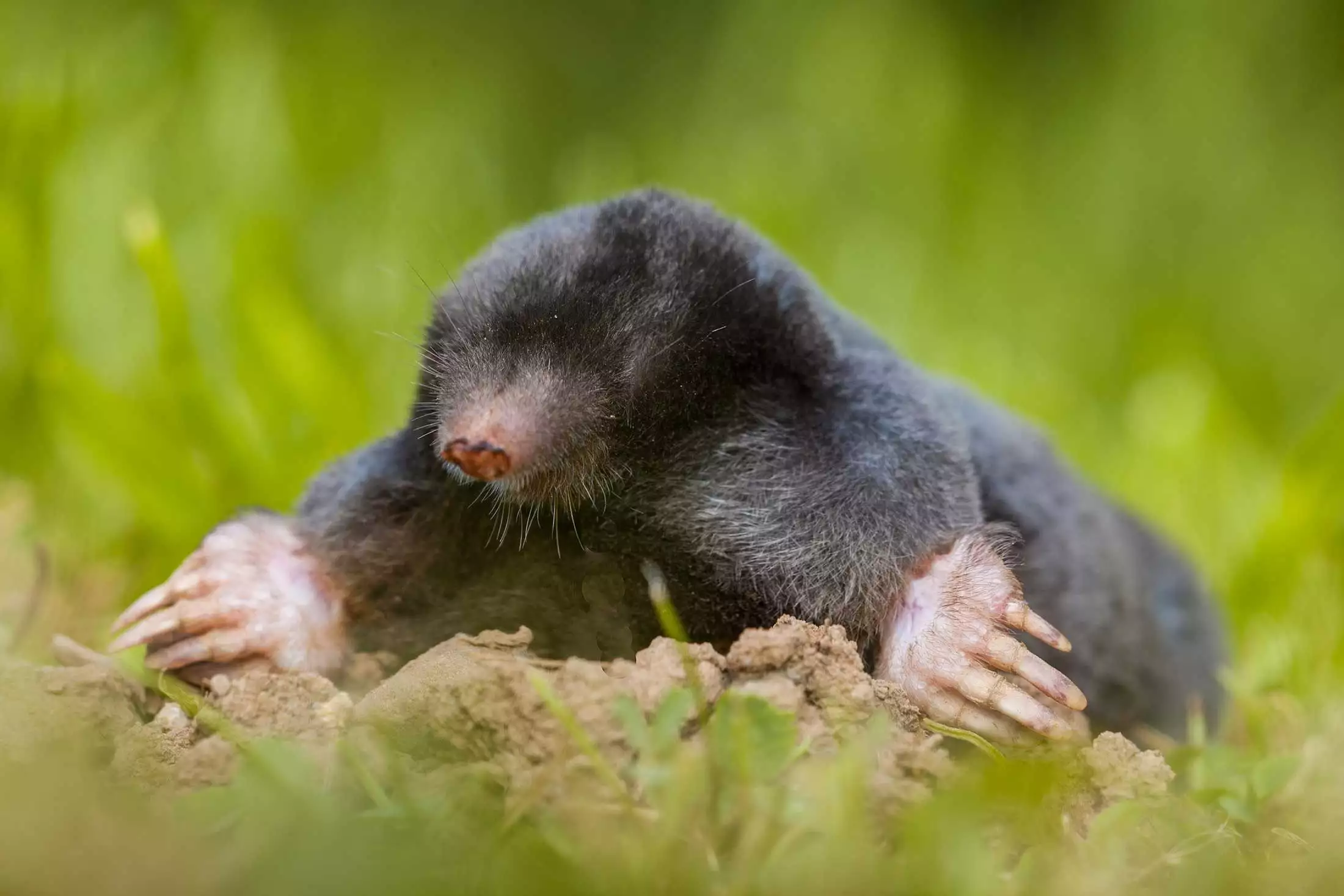 Mole emerging from a lawn representing mole removal in Richmond and Charlottesville