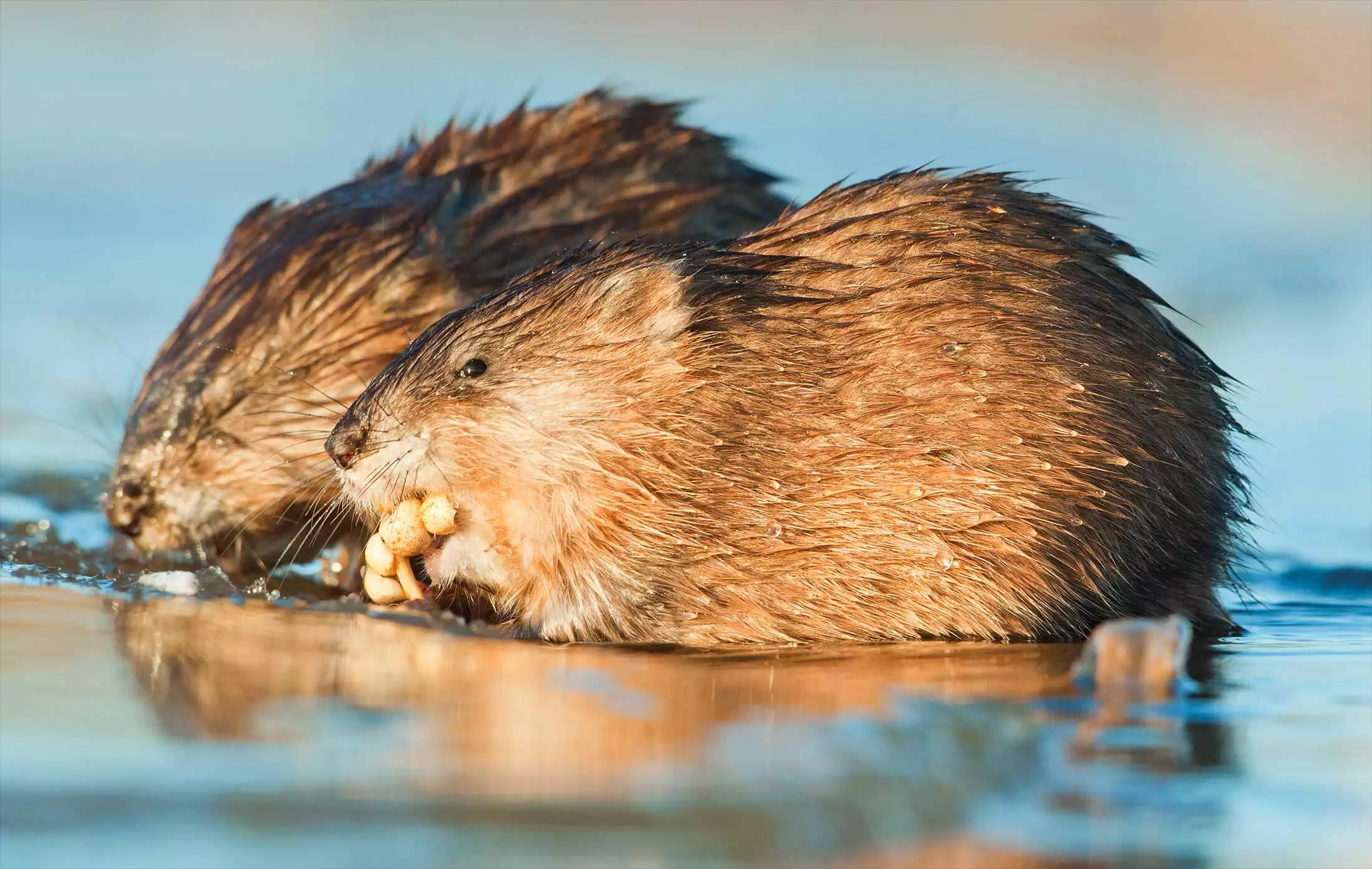Muskrats in shallow water representing muskrat removal and trapping in Virginia