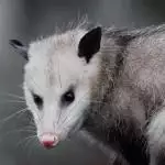 possum trapping in charlottesville va