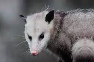 Midlothian VA opossum removal