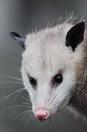 possums