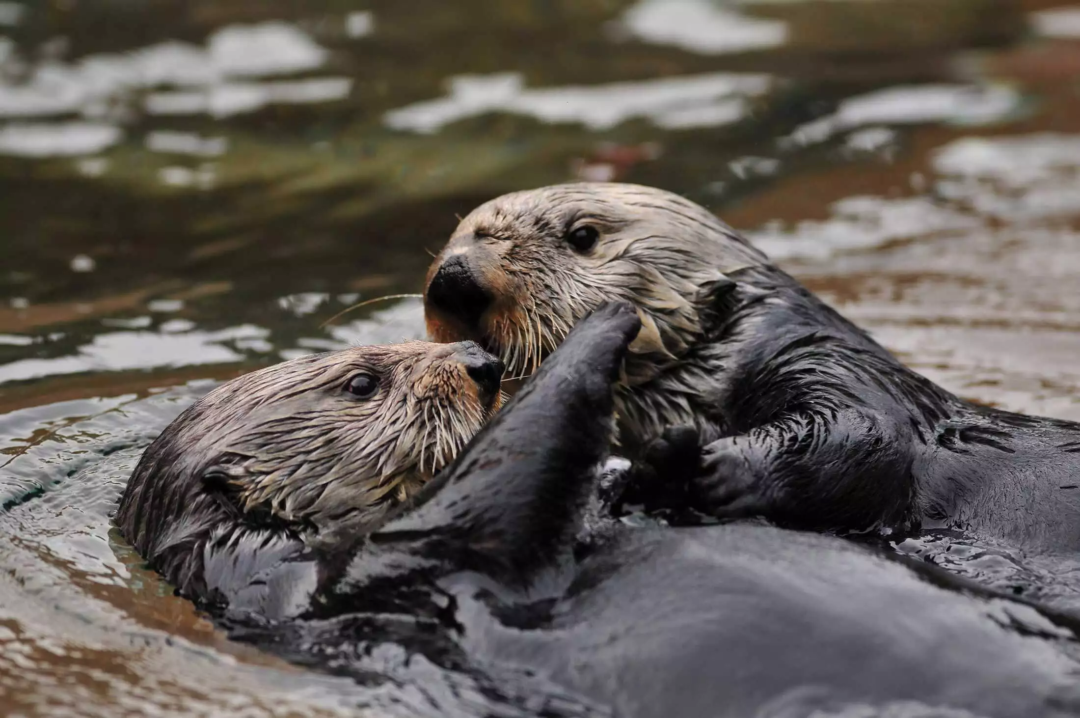 River otter representing boathouse otter removal and trapping in Virginia