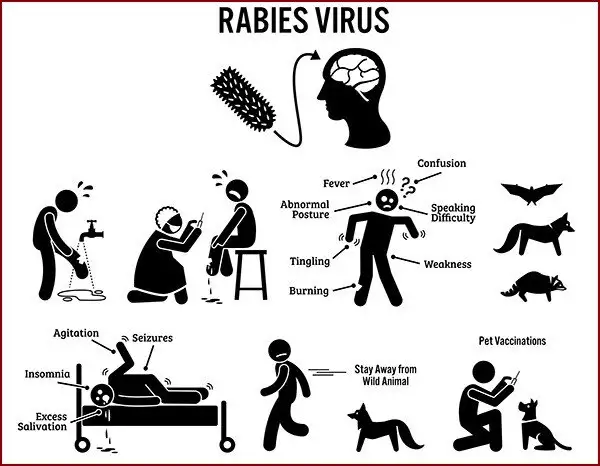 VPWRS can help prevent the rabies virus.