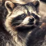 charlottesville raccoon removal