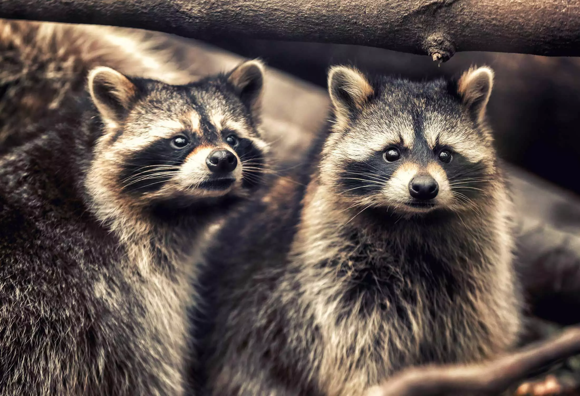 Raccoon representing professional raccoon removal and exclusion service in Virginia