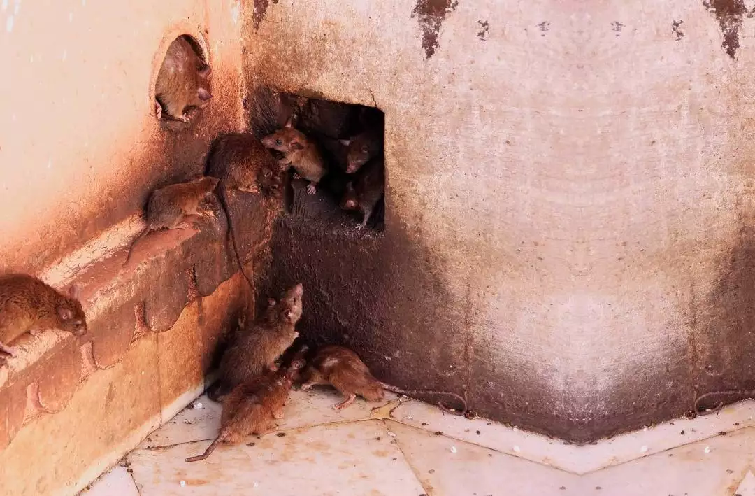 Rats near a structure representing professional rat, mouse, ant and roach pest control in Richmond, Virginia