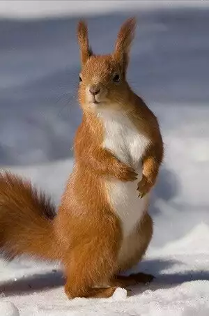 Red squirrel representing squirrel-dropping identification and cleanup service in Virginia