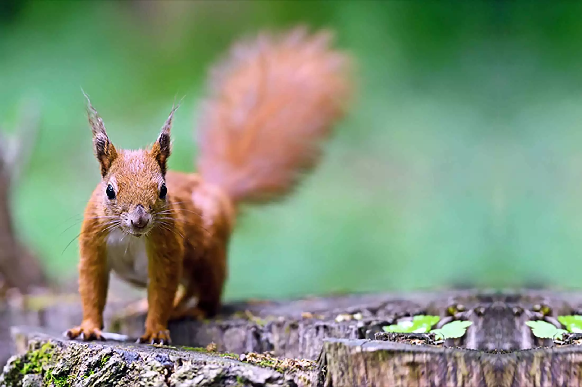 Young red squirrel representing baby squirrels in attics and walls in Virginia