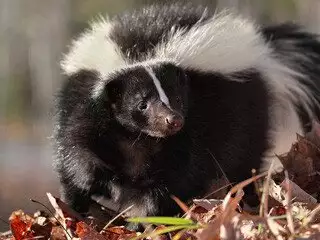Skunk Removal at Virginia Professional Wildlife Removal Services, LLC 