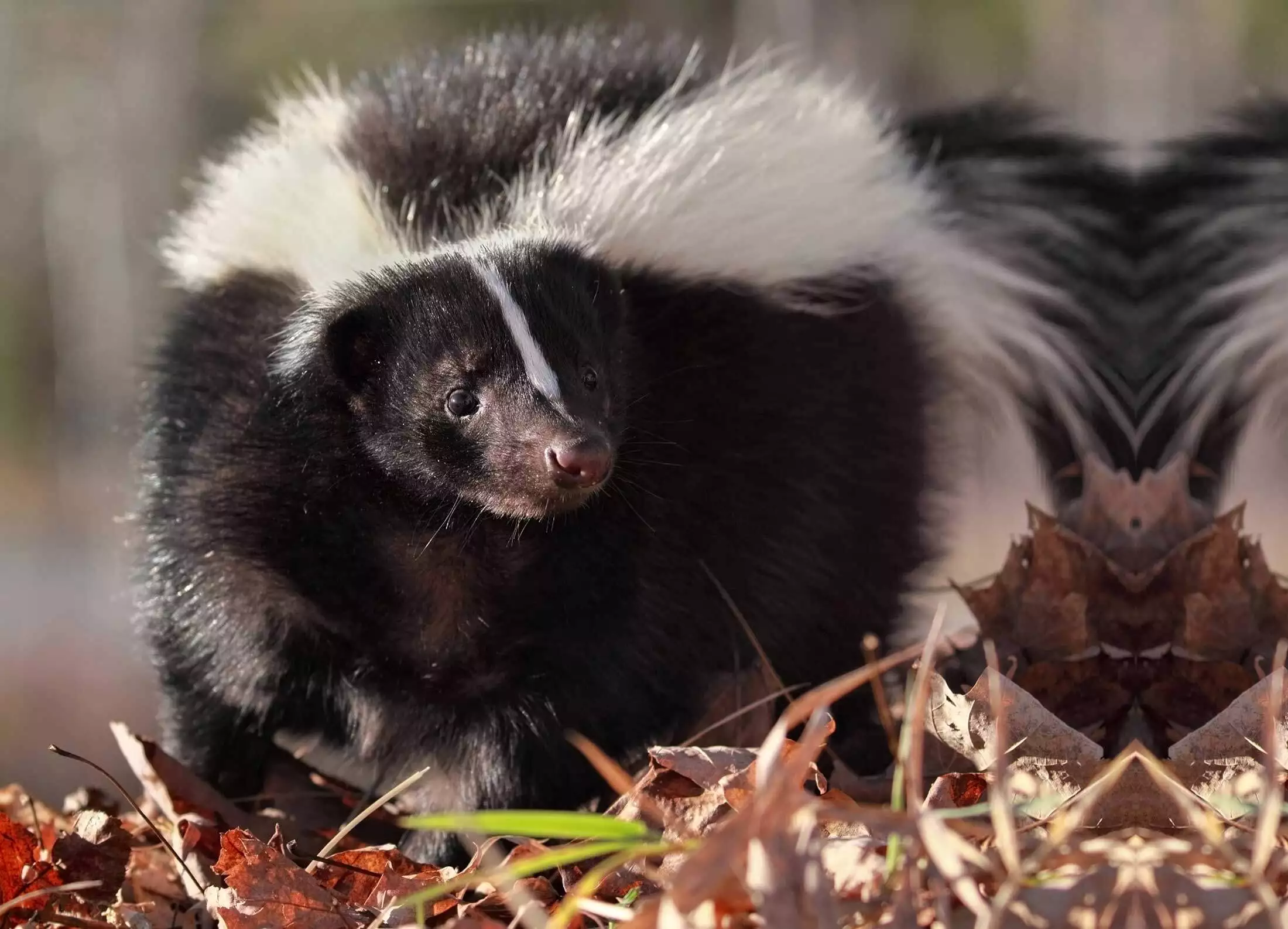 Striped skunk representing skunk removal in Charlottesville, Virginia