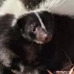 skunk trapping - charlottesville wildlife removal