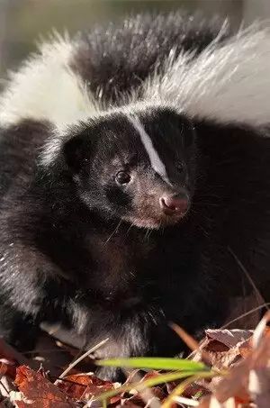 Striped skunk during professional skunk removal work in Charlottesville, Virginia