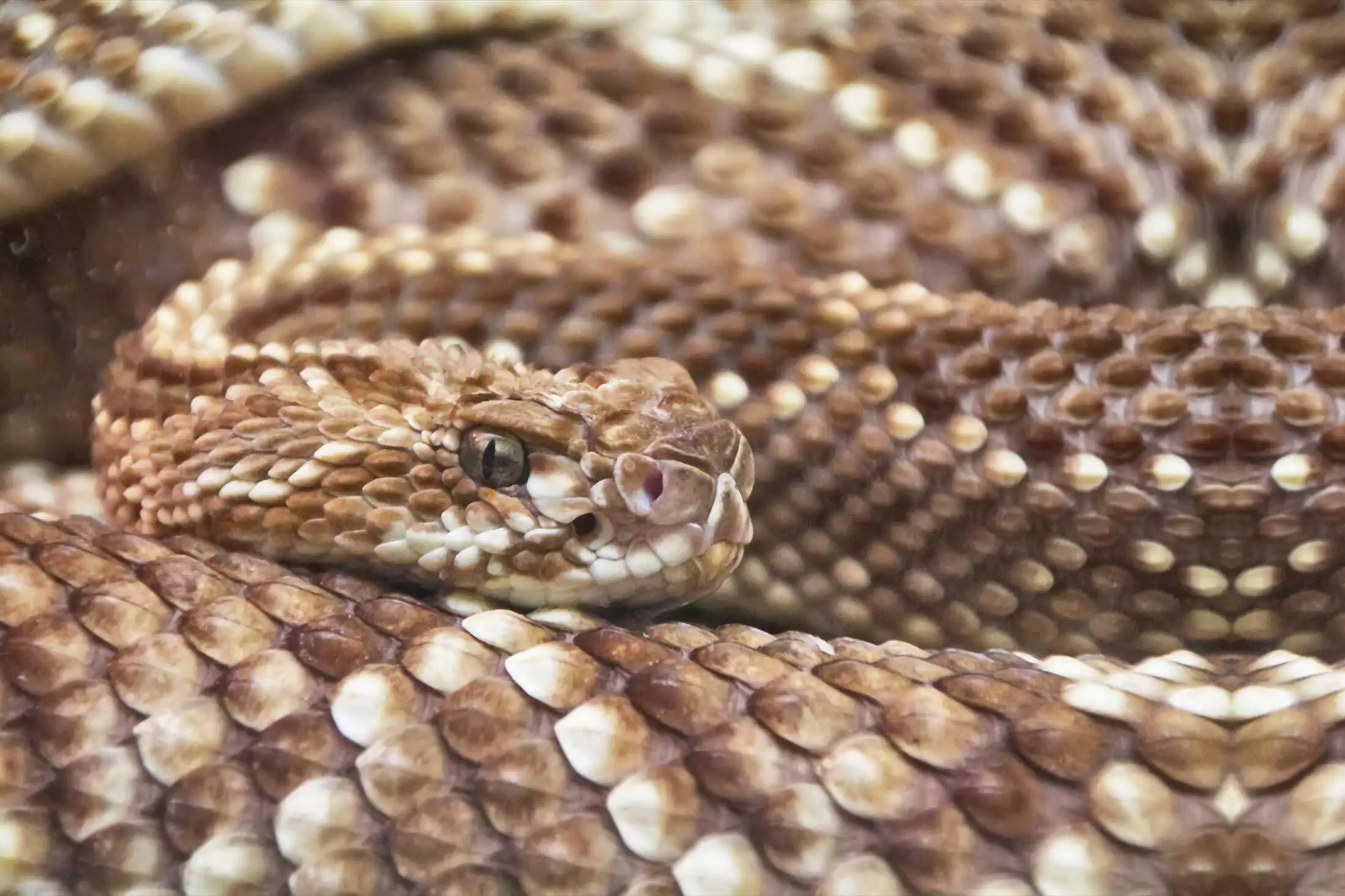 Snake on the ground representing snake removal in Virginia