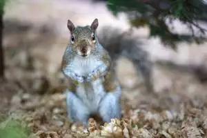Virginia Professional Wildlife Removal Services, LLC grey squirrel image