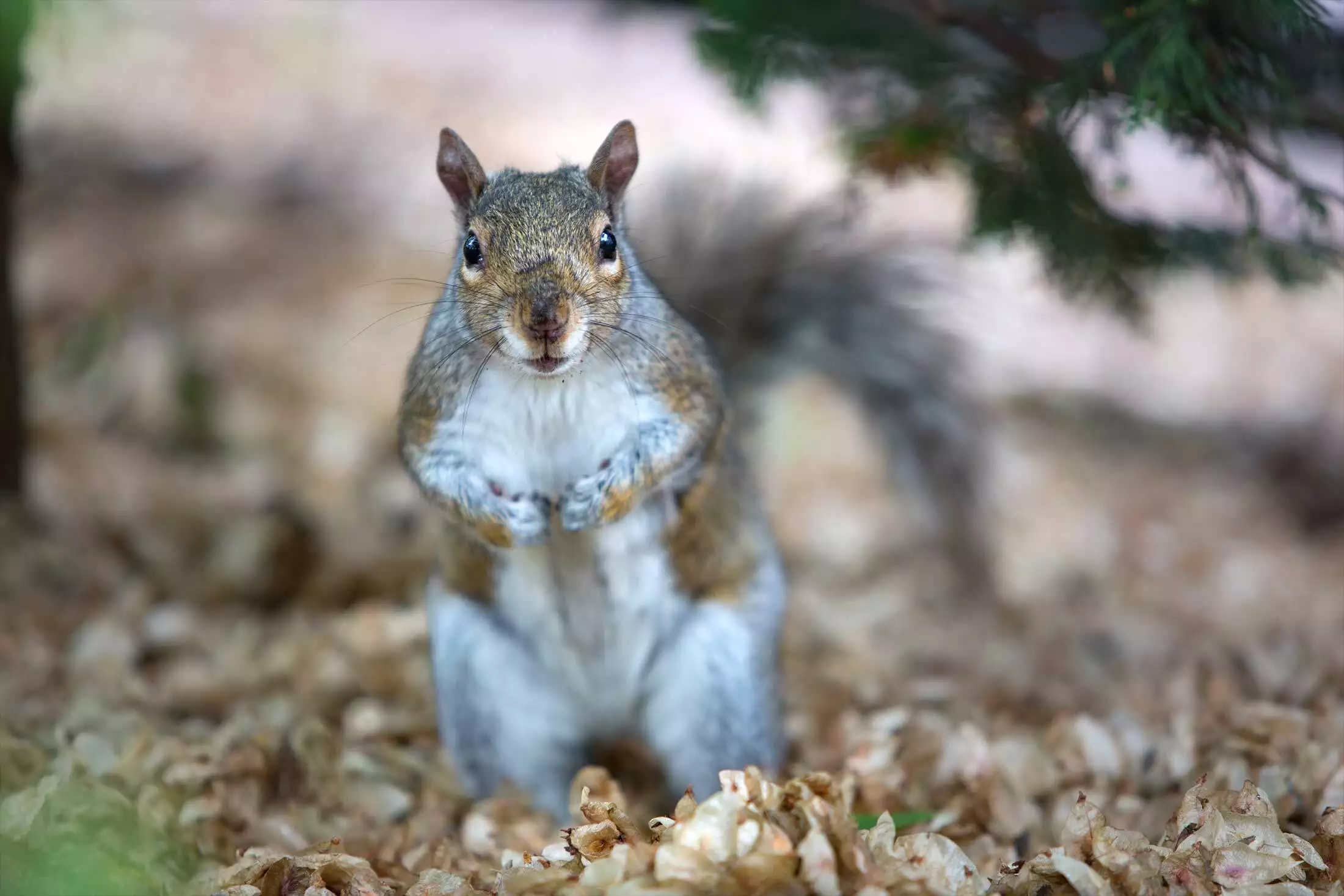 Gray squirrel representing squirrel removal in Charlottesville, Virginia