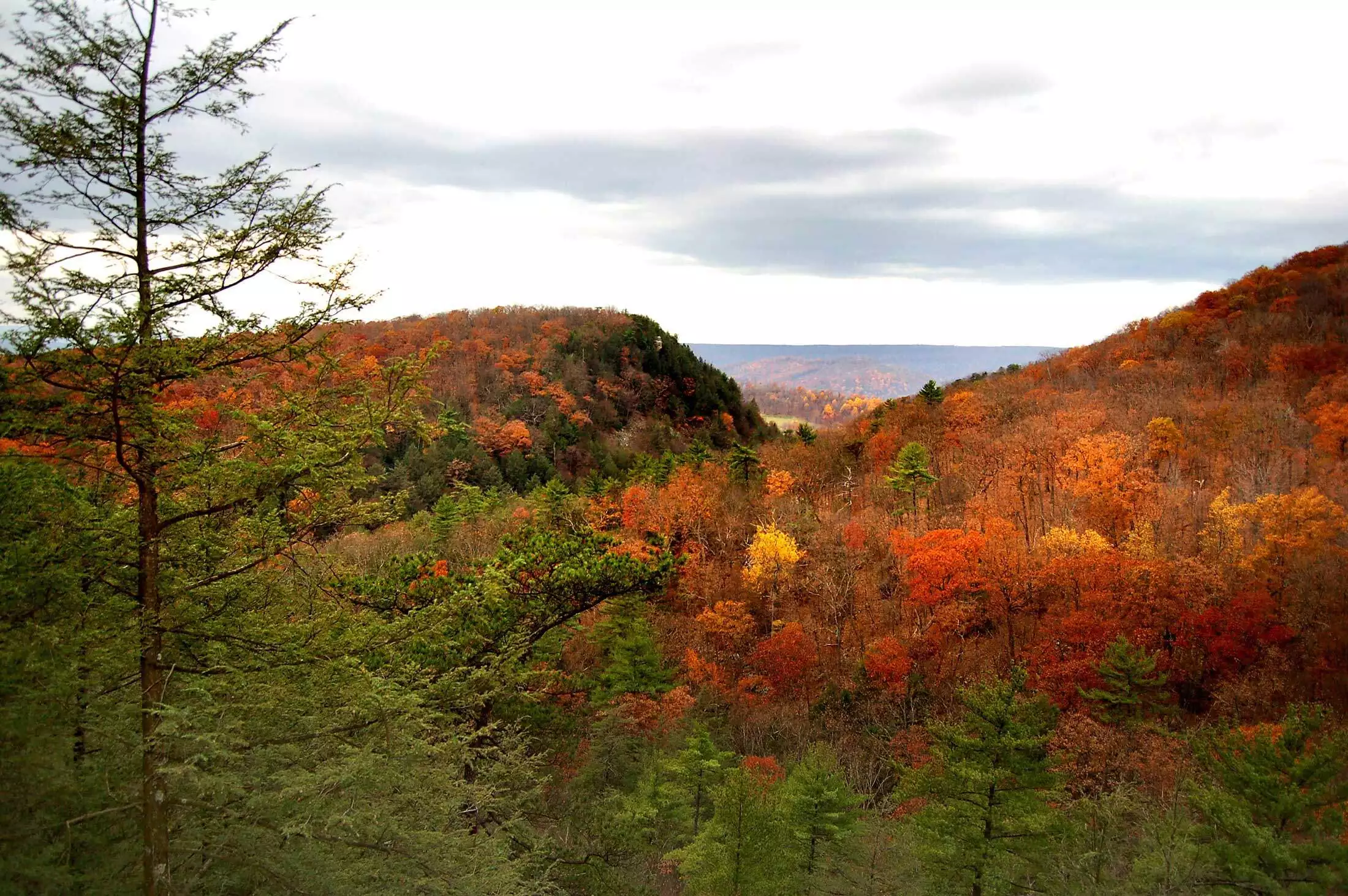 Virginia forest representing statewide wildlife removal service areas