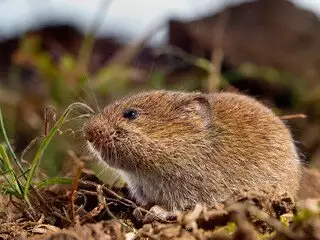Vole Removal at Virginia Professional Wildlife Removal Services, LLC 