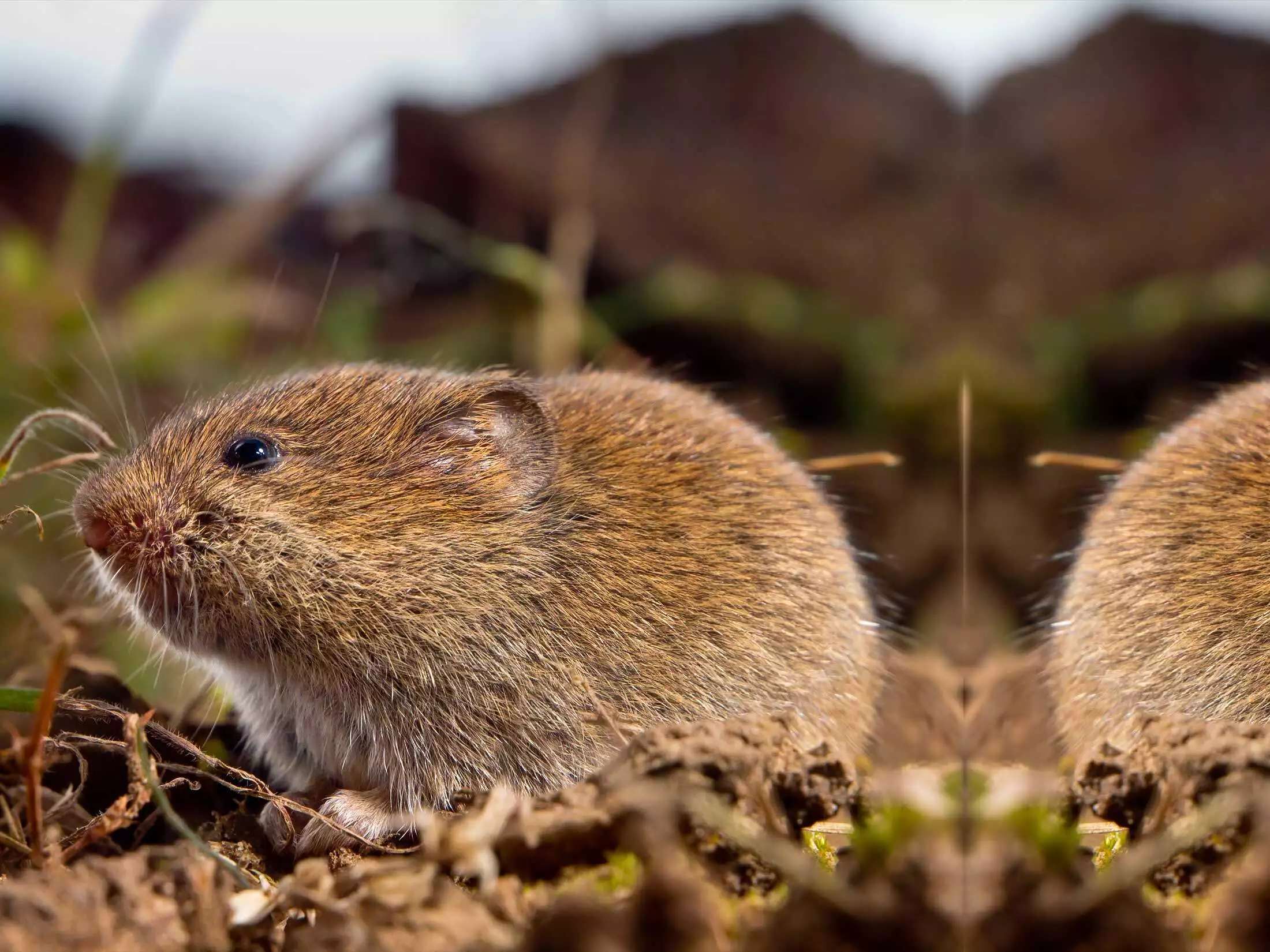 Vole in grass representing vole removal and control in Virginia