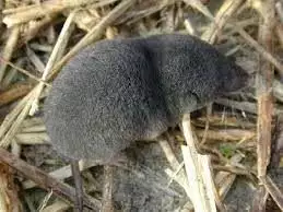 shrew removal