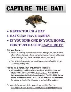 what to do if you have a bat inside your home
