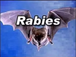 bat with rabies