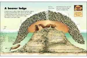 beavers - beaver lodge