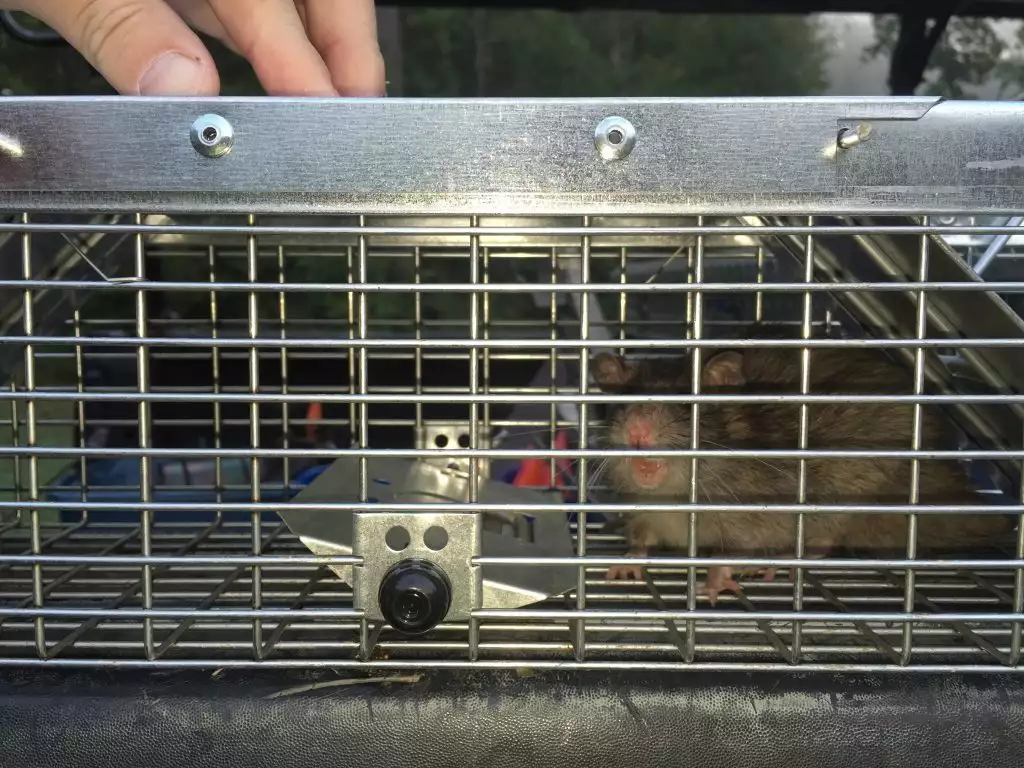 rat caught in cage