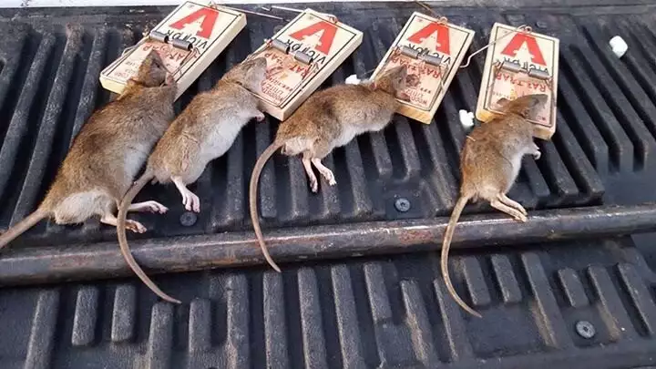 rats in snap traps