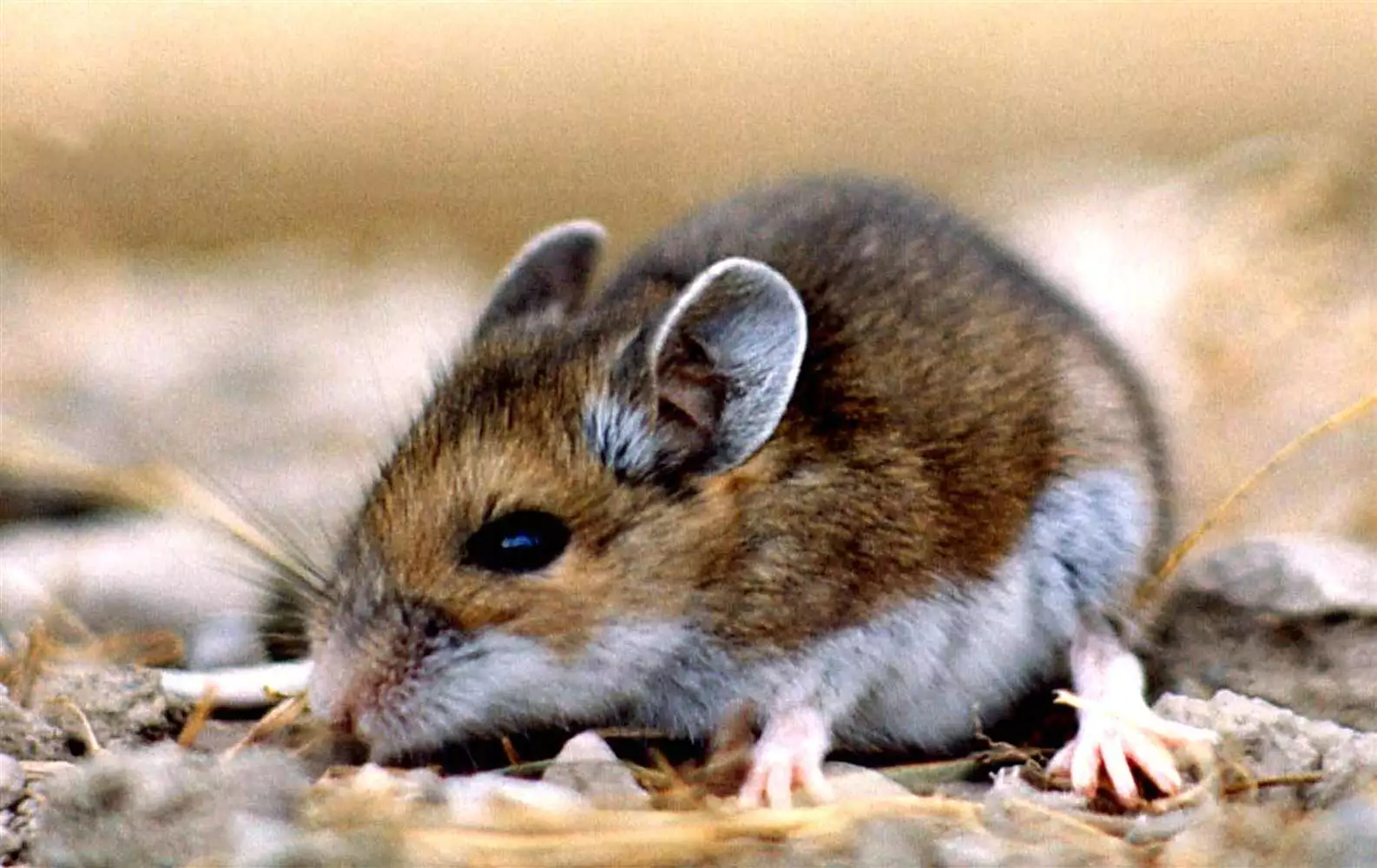 small mouse