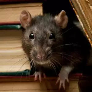 rodent removal - how do I get rid of rodents