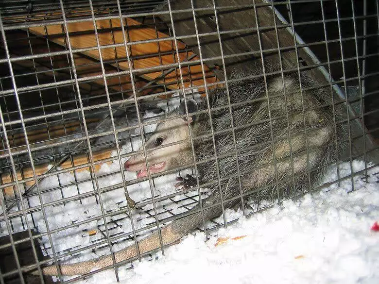 Michigan Wildlife Removal  Opossum Trapping Services