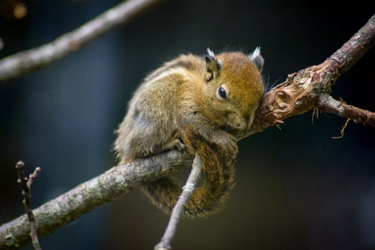 Chipmunks, Chipmunk Trapping & Removal - VA Wildlife Removal