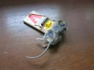 How to Unstick a Mouse Glue Trap - Colonial Pest Control