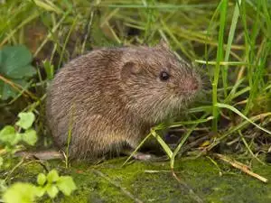 vole damaging lawn