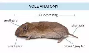 vole anatomy