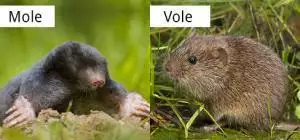 voles versus moles