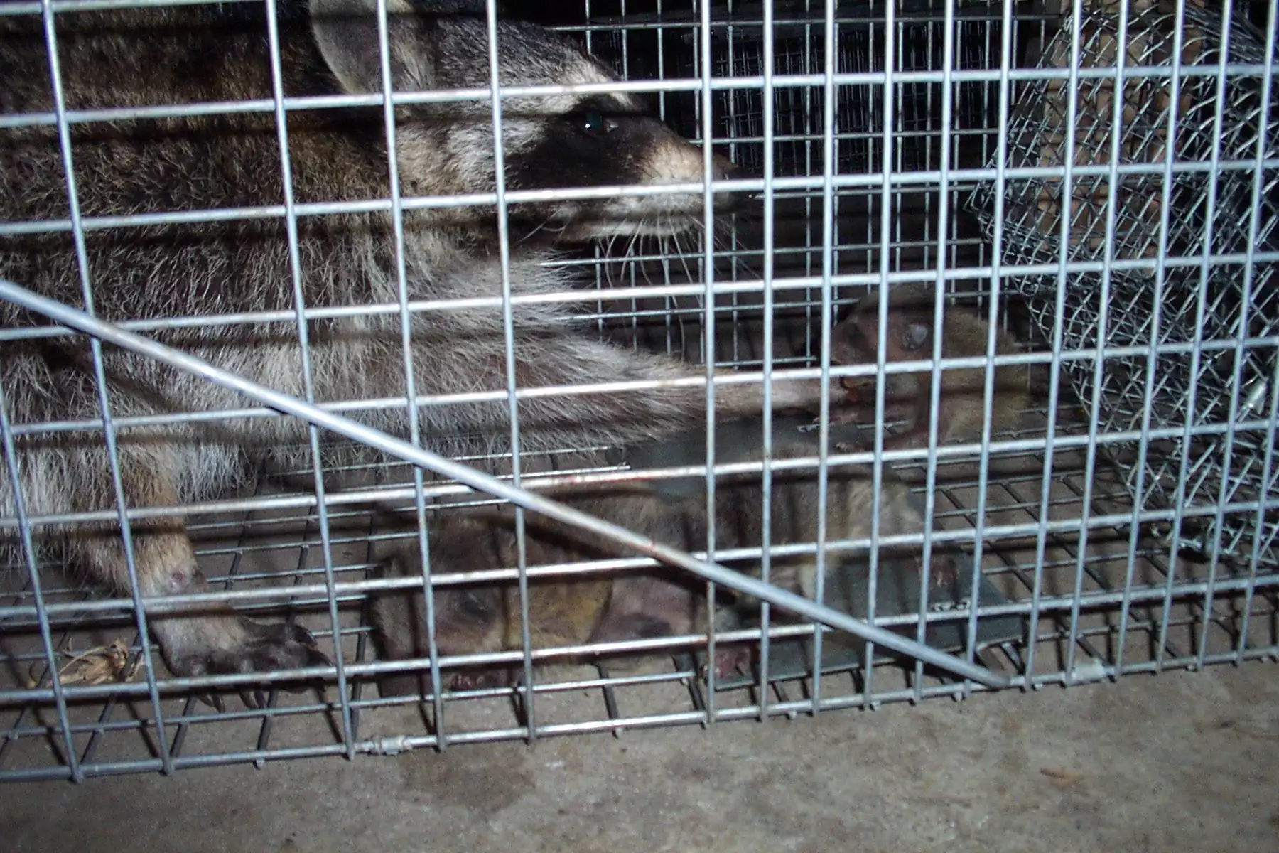 raccoons in attics - raccoon trapped in a cage trap in the attic