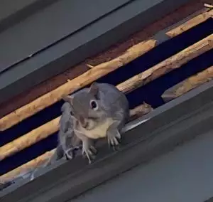 https://virginiaprofessionalwildliferemovalservices.com/wp-content/webp-express/webp-images/uploads/2021/02/squirrel-in-vent-2-27-21-300x284.jpg.webp