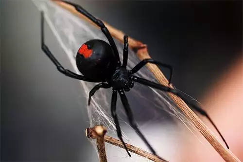 Spider photo at Virginia Wildlife Removal Services pest control services page