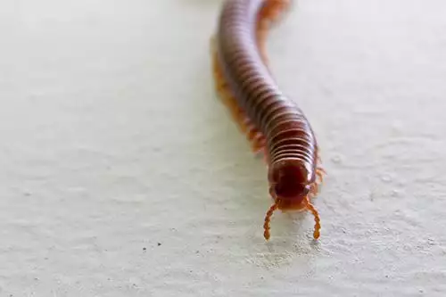 Centipede photo at Virginia Wildlife Removal Services pest control services page