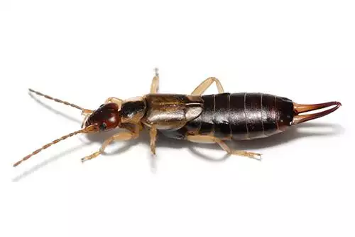 Earwig  photo at Virginia Wildlife Removal Services pest control services page