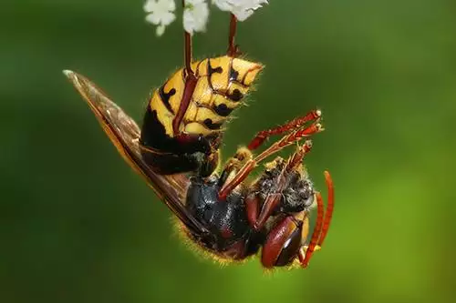 Hornet photo at Virginia Wildlife Removal Services pest control services page
