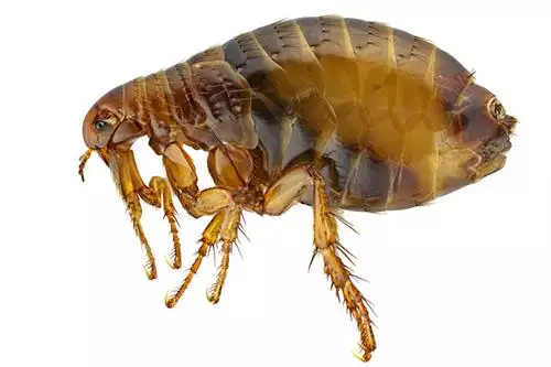 Flea photo at Virginia Wildlife Removal Services pest control services page